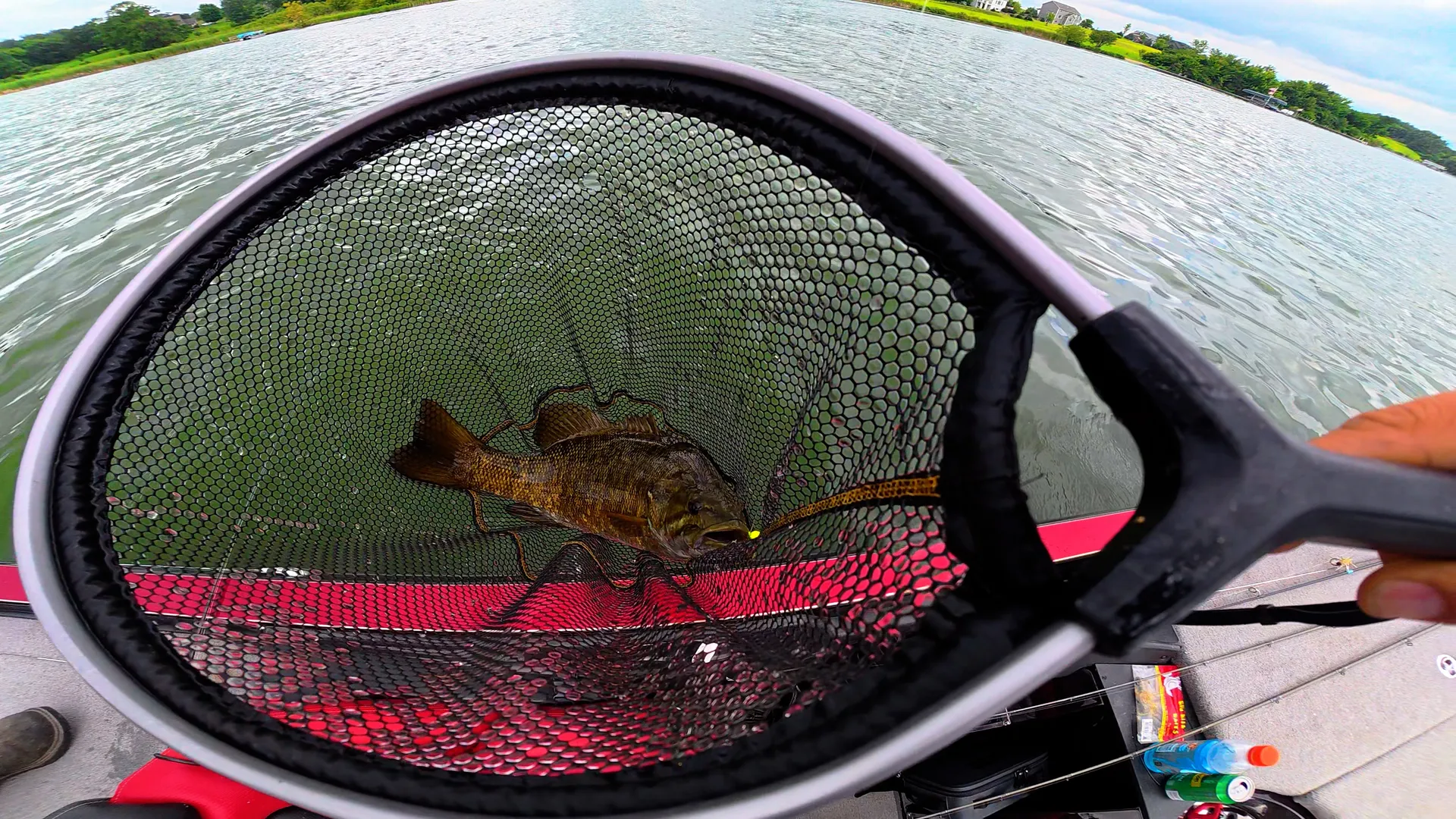 smallmouth bass caught in a net