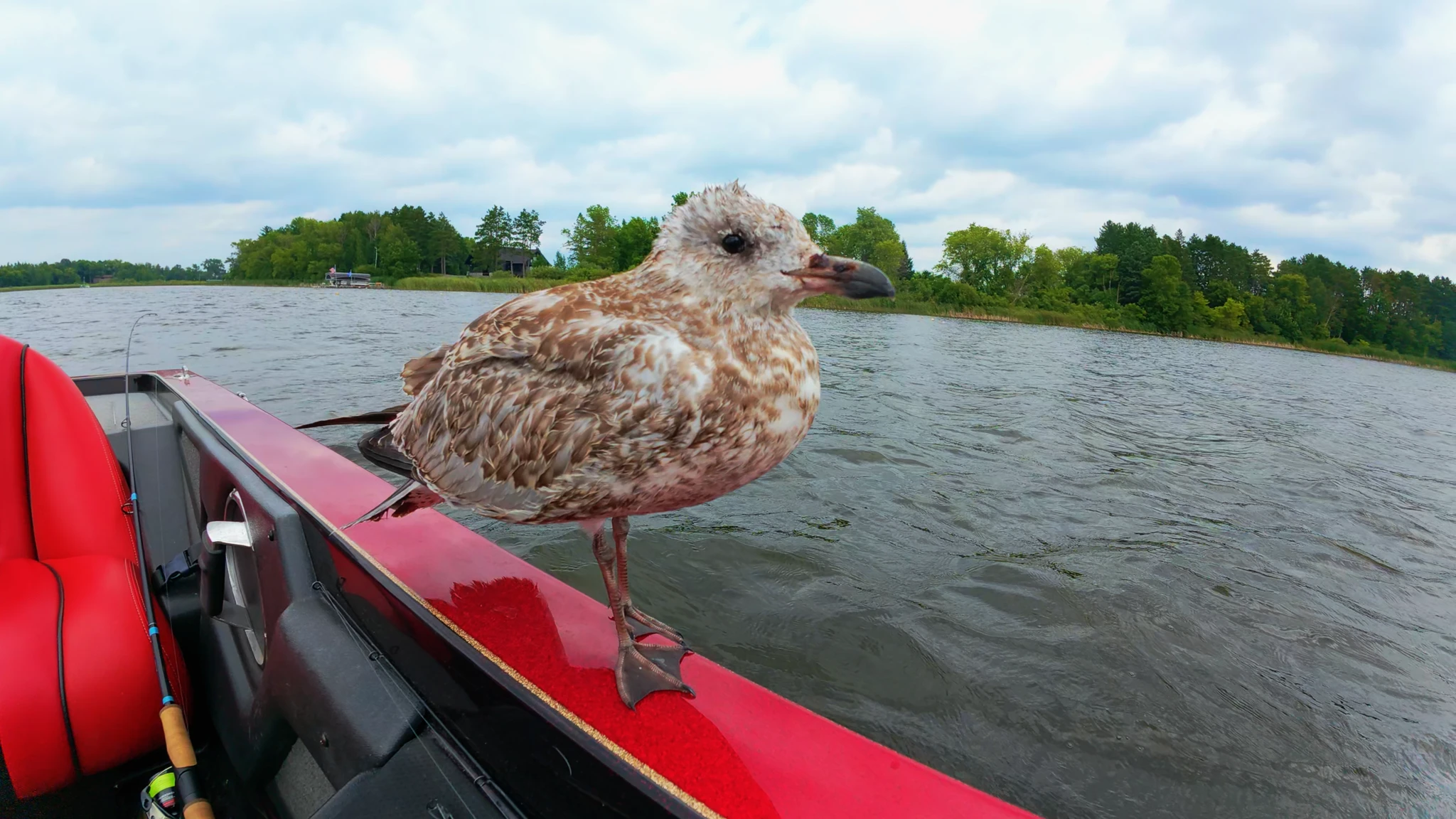seagull on the boat