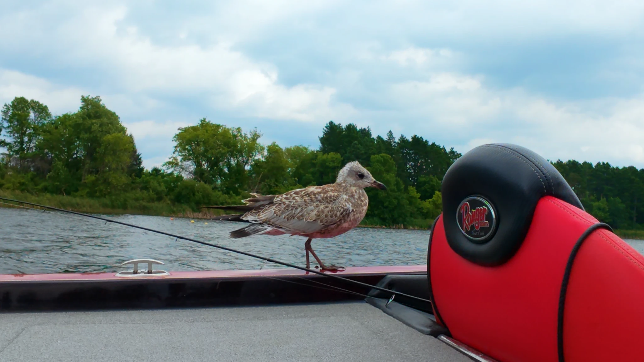 seagull resting on the boat