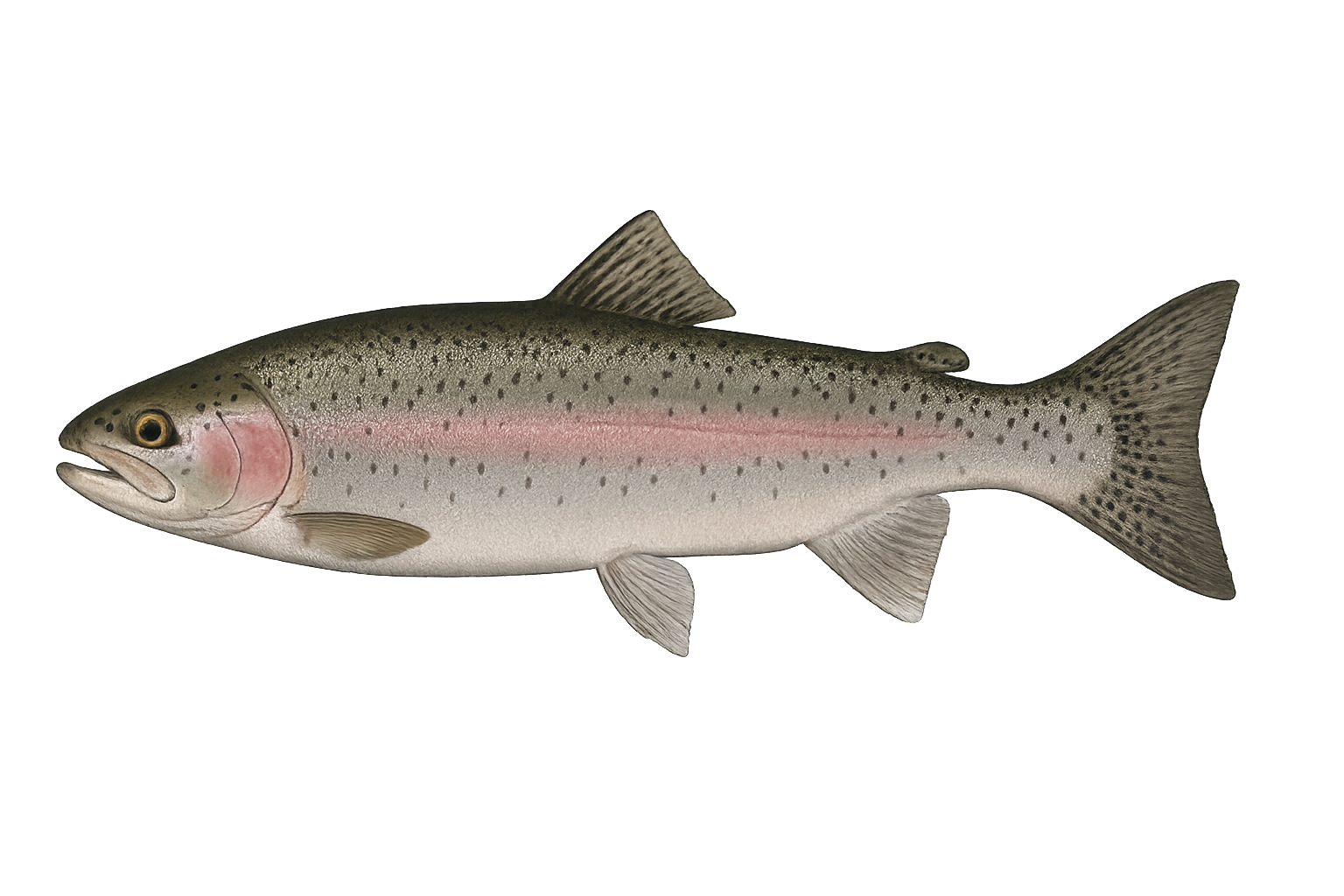 Steelhead